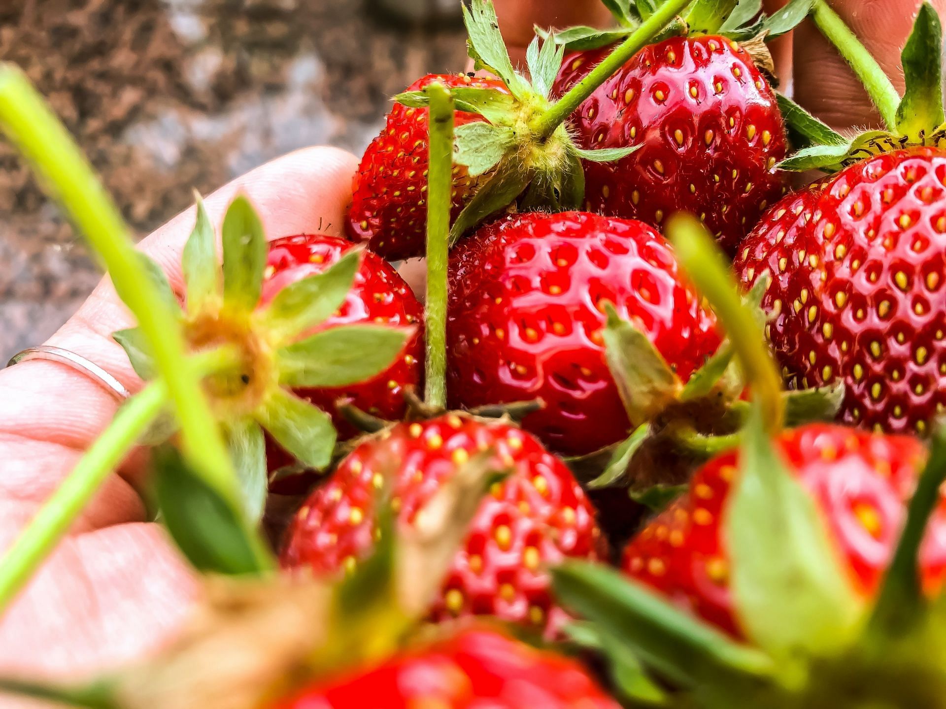 Crave sugar after eating - Eat your fav healthy fruit (Image via Unsplash/i z)